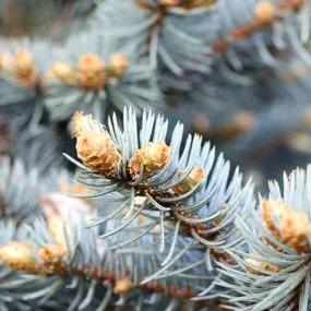 Spruce Blue (Picea pungens 'glauca') 3